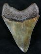 Sharp Megalodon Tooth - Nice Color #26504-1